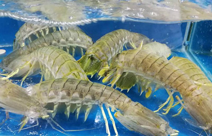 海鲜怎么进口报关？有哪些当苦衷项？